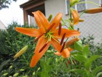 Lilie - semenáč (Lilium)