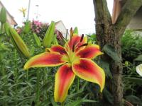 Lilie 'Viva la Vida' - AO hybridy (Lilium)