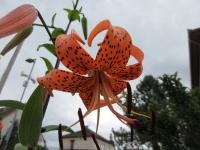 Lilie tygrovaná (Lilium lancifolium var splendens)