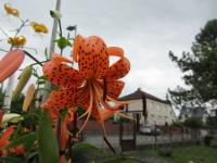 Lilie tygrovaná (Lilium lancifolium var splendens)