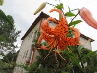 Lilie tygrovaná (Lilium lancifolium var splendens)