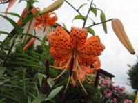 Lilie tygrovaná (Lilium lancifolium var splendens)