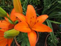 Lilie 'Orange Ton' - Asijské hybridy vysoké (Lilium)
