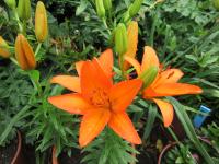 Lilie 'Orange Ton' - Asijské hybridy vysoké (Lilium)