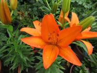 Lilie 'Orange Ton' - Asijské hybridy vysoké (Lilium)
