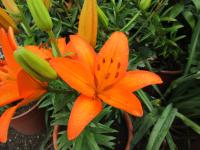 Lilie 'Orange Ton' - Asijské hybridy vysoké (Lilium)