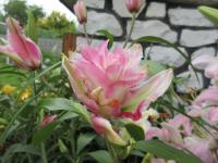 Lilie 'Isabella' - Orientální hybridy (Lilium)