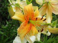 Lilie 'Burst of Energy' - Aurelian hybridy (Lilium)