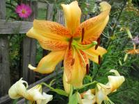 Lilie 'Burst of Energy' (Lilium)