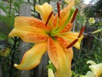 Lilie 'Burst of Energy' (Lilium)