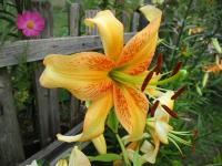 Lilie 'Burst of Energy' (Lilium)