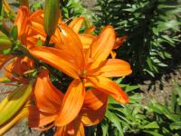 Lilie 'Scoubidou' - Asijské hybridy vysoké (Lilium)