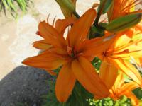 Lilie 'Scoubidou' - Asijské hybridy vysoké (Lilium)