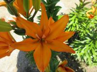 Lilie 'Scoubidou' - Asijské hybridy vysoké (Lilium)