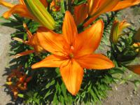 Lilie 'Scoubidou' - Asijské hybridy vysoké (Lilium)