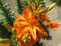 Lilie 'Scoubidou' - Asijské hybridy vysoké (Lilium)