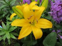 Lilie 'Ilse' - Asijské hybridy nízké (Lilium)