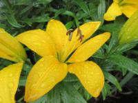 Lilie 'Ilse' - Asijské hybridy nízké (Lilium)