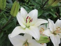 Lilie 'Qwen' - Asijské hybridy nízké (Lilium)