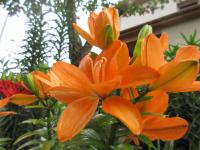 Lilie 'Tiny Double You' - Asijské hybridy nízké (Lilium)