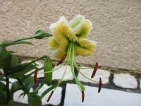 Lilie 'Beautiful Victoria' (Lilium)