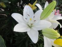 Lilie 'Scansano' - LA hybridy (Lilium)