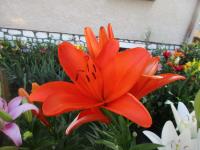 Lilie 'Dutch Passion' - Asijské hybridy vysoké (Lilium)
