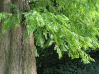 Metasekvoje čínská (Metasequoia glyptostroboides)