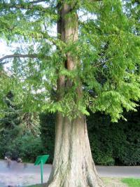 Metasekvoje čínská (Metasequoia glyptostroboides)