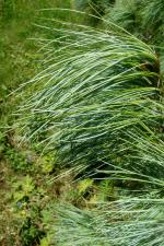 Borovice velmutovka (Pinus strobus)