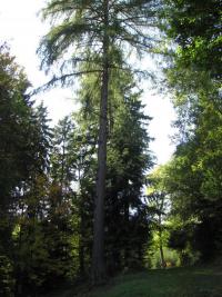 Modřín opadavý - kmen (Larix decidua)