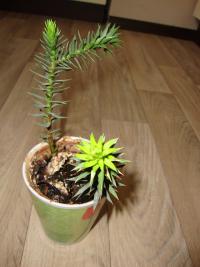 Blahočet chilský (Araucaria araucana)