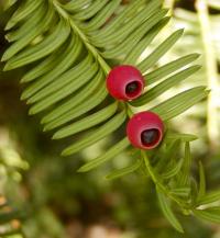 Tis červený (Taxus baccata)