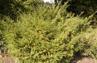 Tis červený (Taxus baccata)