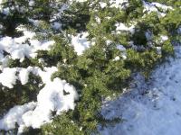 Tis červený (Taxus baccata)