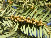 Tis červený (Taxus baccata)