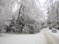 Tis červený (Taxus baccata)