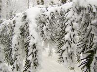 Tis červený (Taxus baccata)