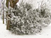 Tis červený (Taxus baccata)