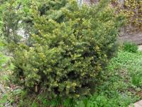 Tis červený (Taxus baccata)