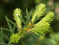 Tis červený (Taxus baccata)