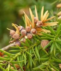 Tis červený (Taxus baccata)