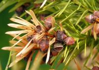 Tis červený (Taxus baccata)