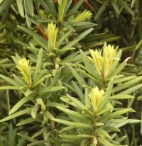 Tis červený (Taxus baccata)