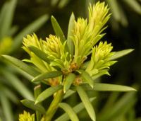 Tis červený (Taxus baccata)