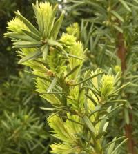 Tis červený (Taxus baccata)