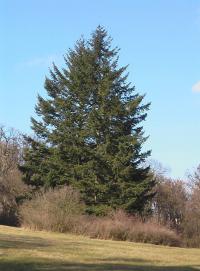 Douglaska tisolistá (Pseudotsuga menziesii)