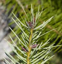 Douglaska tisolistá (Pseudotsuga menziesii)