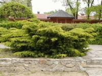 Jalovec čínský Pfitzeriana Aurea (Juniperus chinensis)