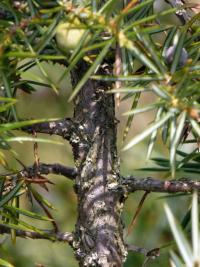 Jalovec obecný (Juniperus communis)